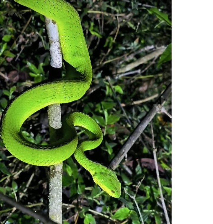 A Green Snake in Its Natural Habitat