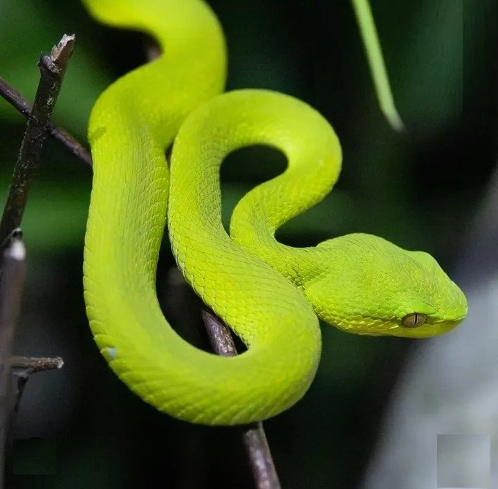 A Green Snake in Its Natural Habitat