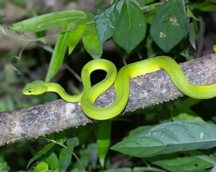 A Green Snake in Its Natural Habitat