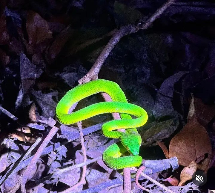 A Green Snake in Its Natural Habitat