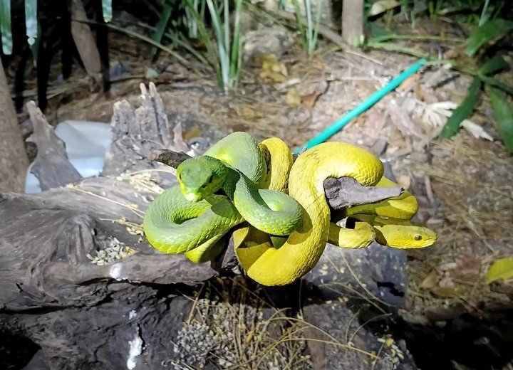 Green & Yellow Snake