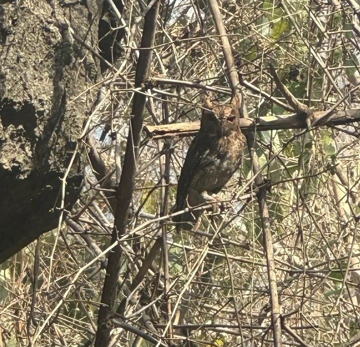 Brown Hawk-Owl
