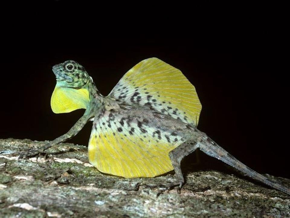 Flying Dragon