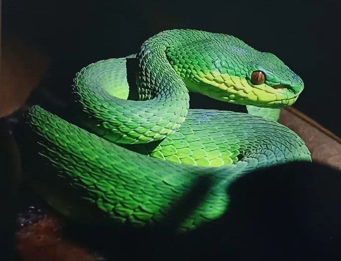 The  Pit Viper