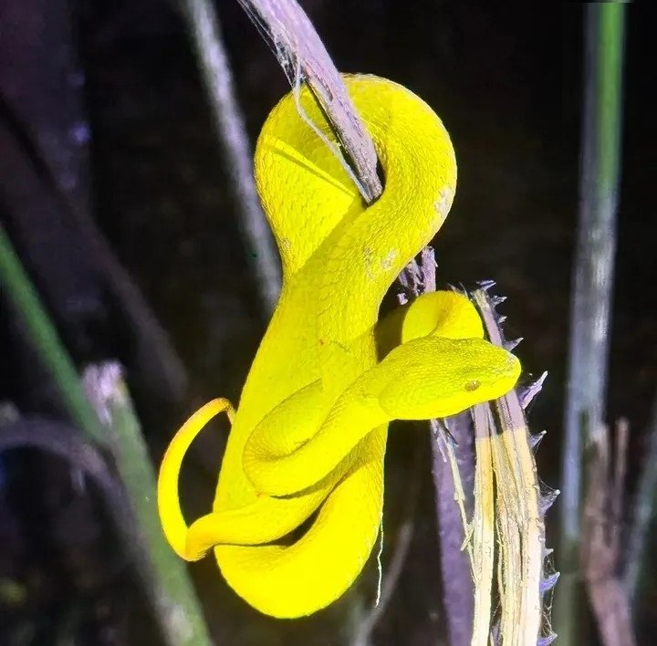 Green & Yellow Snake