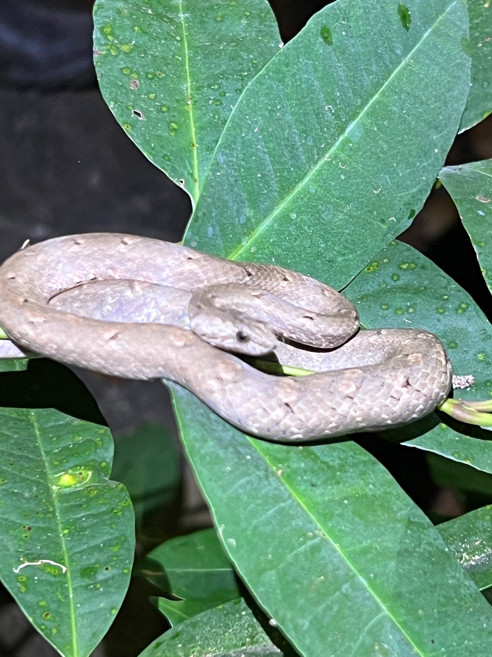 Timor Python