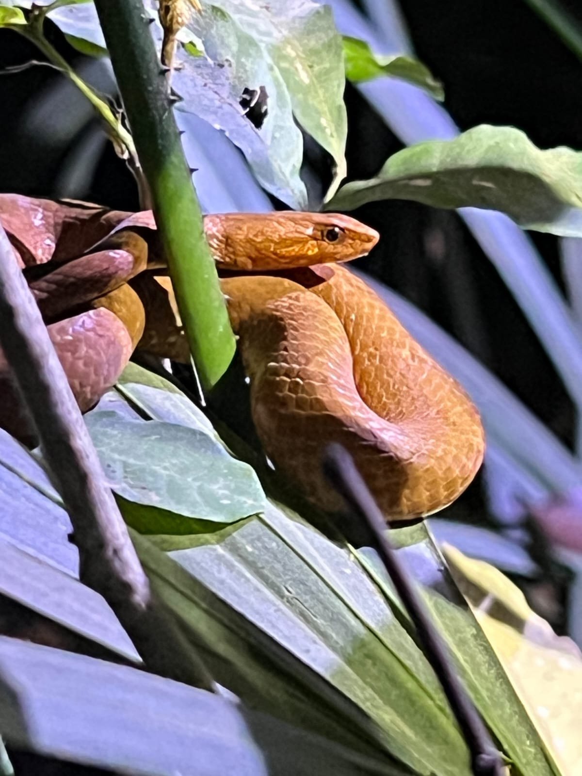 Mock Viper