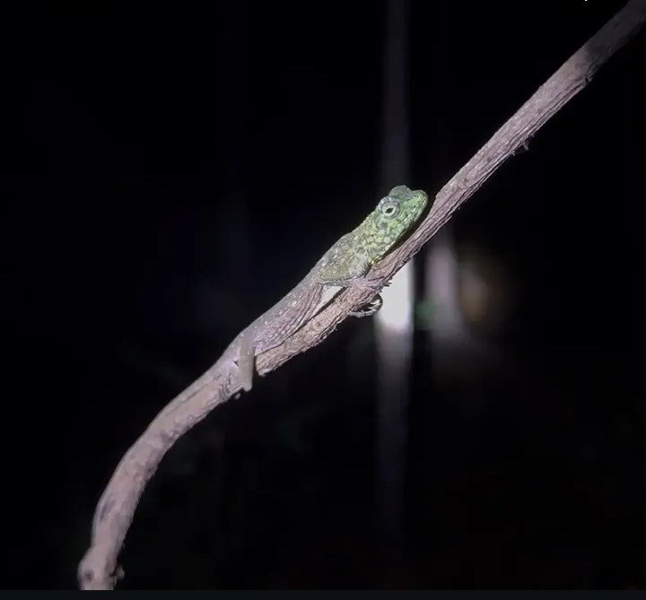 Tokek