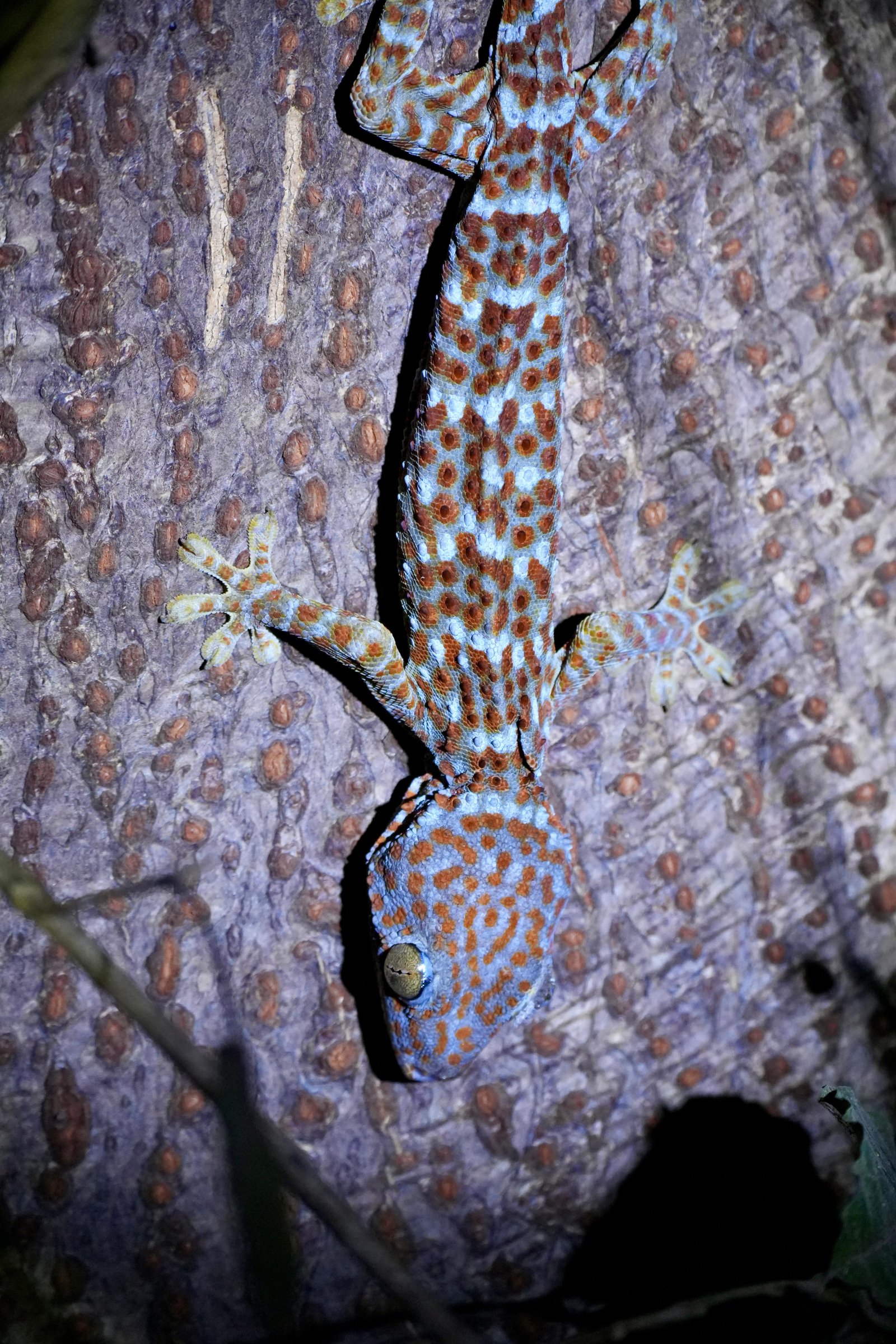 Tokay Gecko